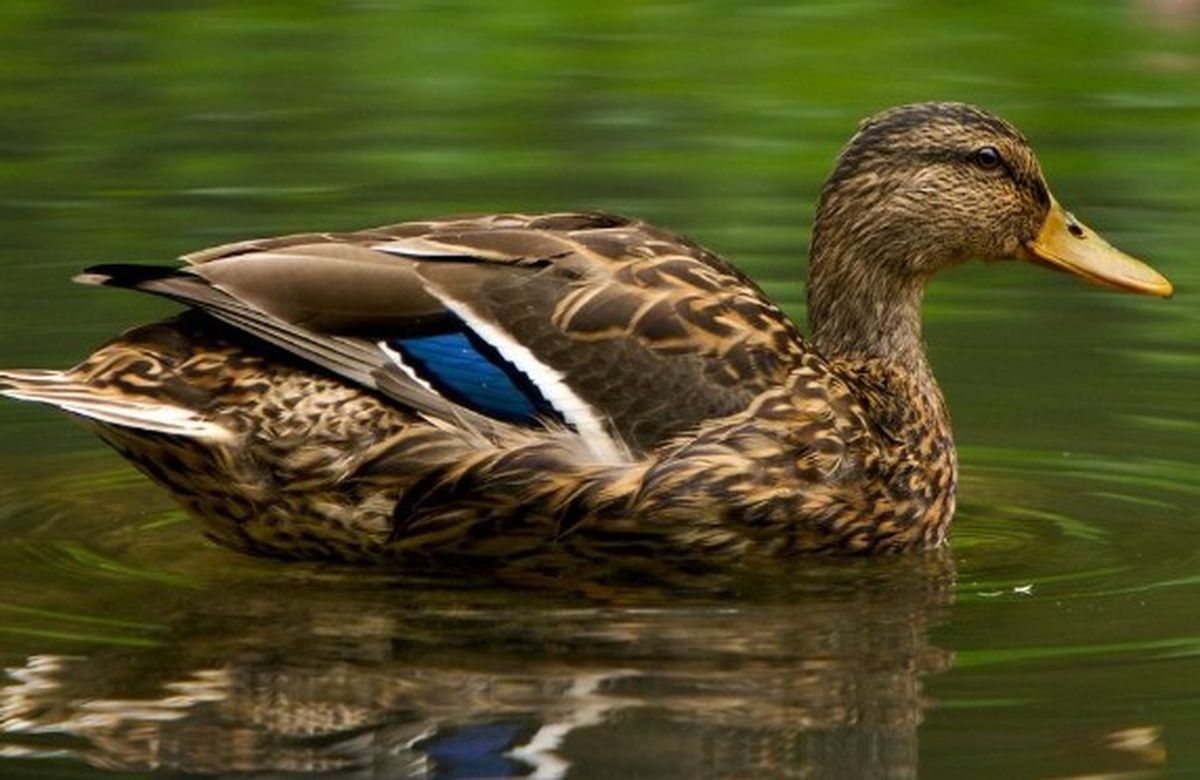Los seres humanos y los patos comparten gran parte de los entornos.