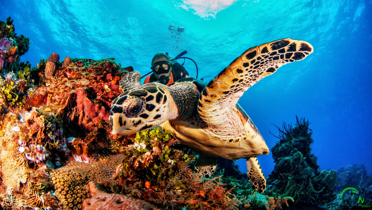 La isla de México donde se puede bucear en aguas cristalinas y disfrutar de paisajes mágicos.