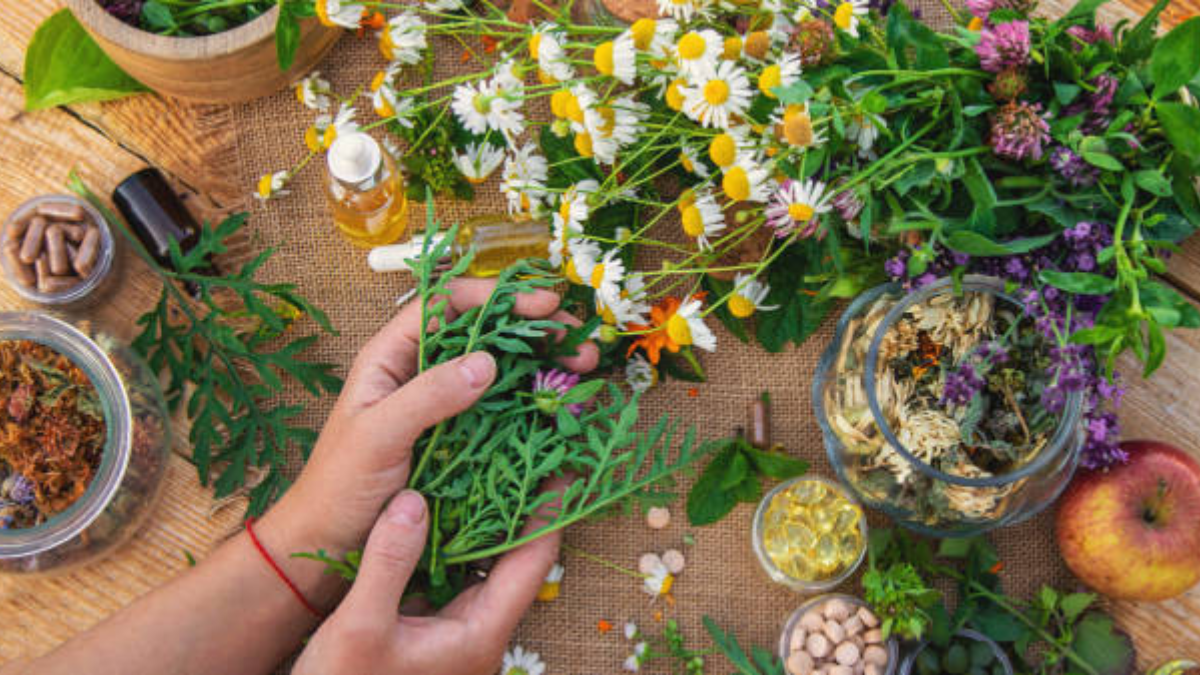 Así debes secar tus plantas medicinales.