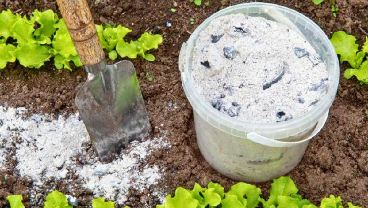 Las cenizas de asado tiene muchos beneficios como mejorar el suelo, nutrir el compost y ayudar a controlar plagas. Fuente: Ecología Verde. Las cenizas de asado tiene muchos beneficios como mejorar el suelo, nutrir el compost y ayudar a controlar plagas. Fuente: Ecología Verde.