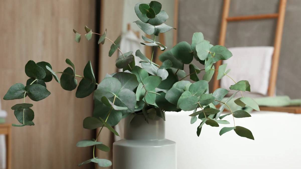 Dónde poner ramas de eucalipto para atraer la abundancia al hogar