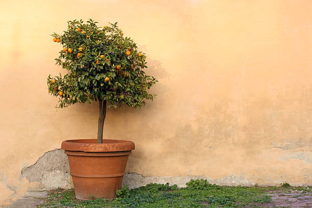 Conocé cuál es la mejor maceta para tu árbol frutal. Conocé cuál es la mejor maceta para tu árbol frutal.