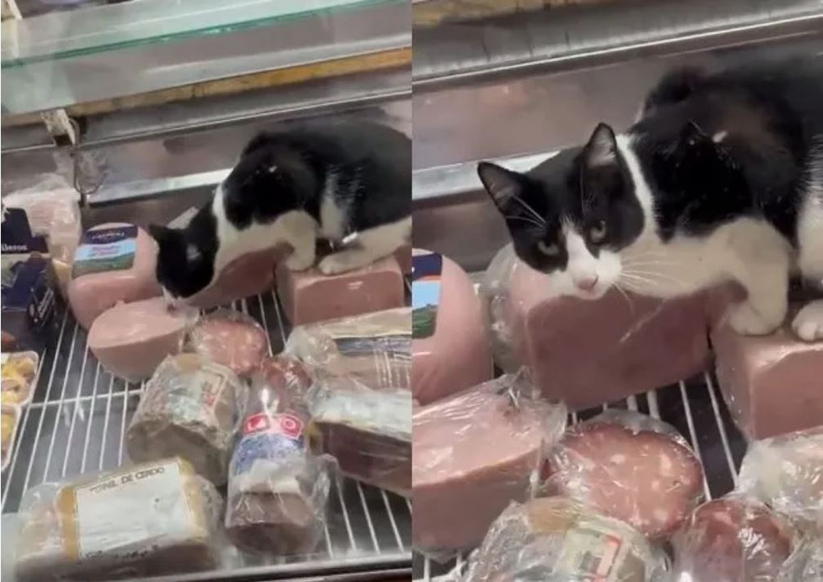 Se hizo el banquete. Video: un gato fue grabado mientras comía jamón en una fiambrería.