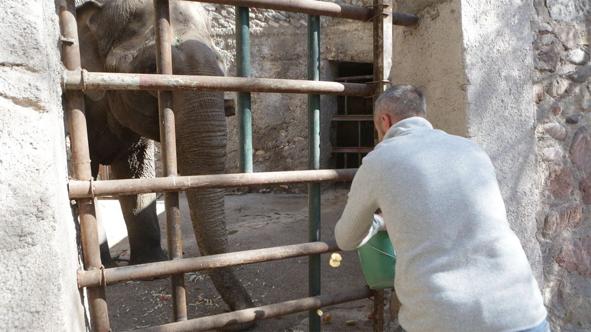 Ingo Schmidinger es un alemán especializado en el tratamiento de elefantes en cautiverio, que llegó a Mendoza para evaluar a Tamy, el elefante macho del Ecoparque. Ingo Schmidinger es un alemán especializado en el tratamiento de elefantes en cautiverio, que llegó a Mendoza para evaluar a Tamy, el elefante macho del Ecoparque.