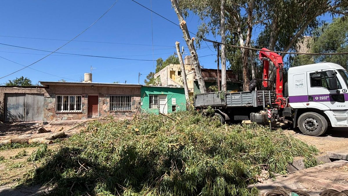 La municipalidad de Godoy Cruz trabajó para sacar el árbol de 25 metros que lesionó a 7 chicos en la calle Bulnes. La municipalidad de Godoy Cruz trabajó para sacar el árbol de 25 metros que lesionó a 7 chicos en la calle Bulnes.