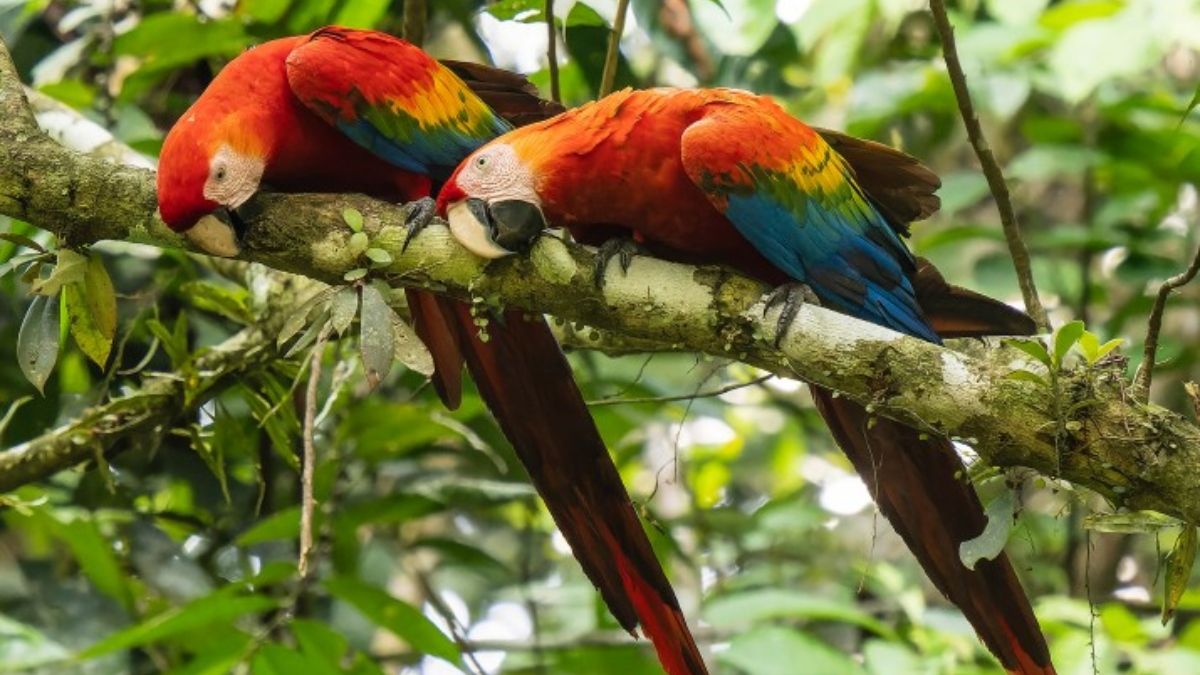 Guacamayos rojos en el Parque Nacional Yasuní. El parque alberga 1.300 especies de árboles, más de 600 de aves y al menos 268 de peces, y está catalogado como Reserva de la Biosfera por la UNESCO (Foto: Doug Greenberg, CC BY NC) Guacamayos rojos en el Parque Nacional Yasuní. El parque alberga 1.300 especies de árboles, más de 600 de aves y al menos 268 de peces, y está catalogado como Reserva de la Biosfera por la UNESCO (Foto: Doug Greenberg, CC BY NC)