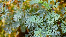 La planta de ruda es un tesoro en muchos jardines.&nbsp;