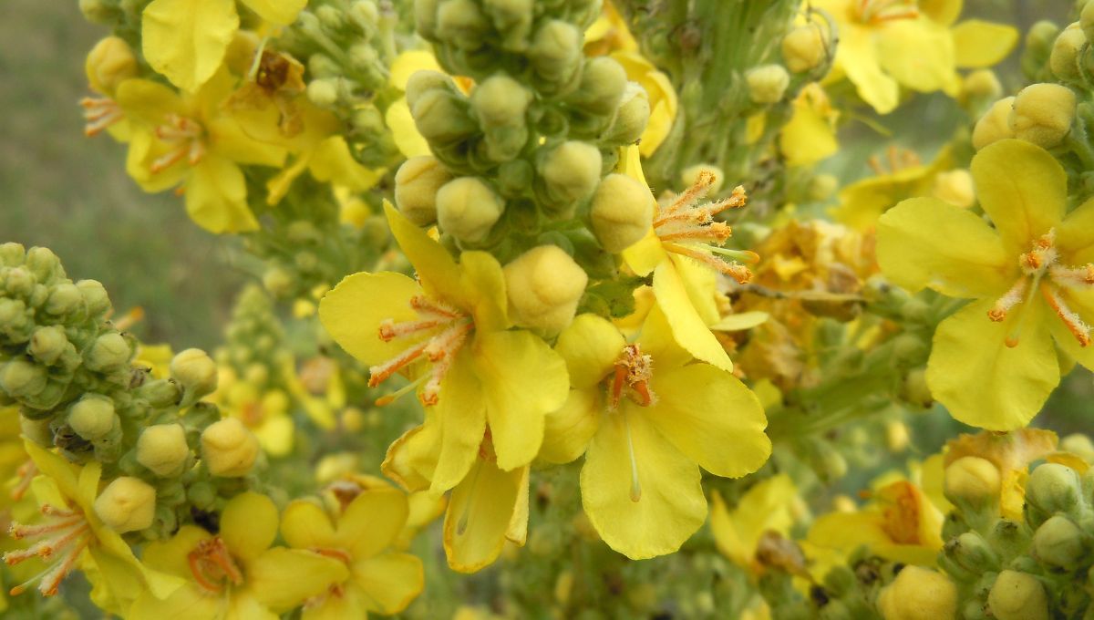 Gordolobo. Gordolobo.