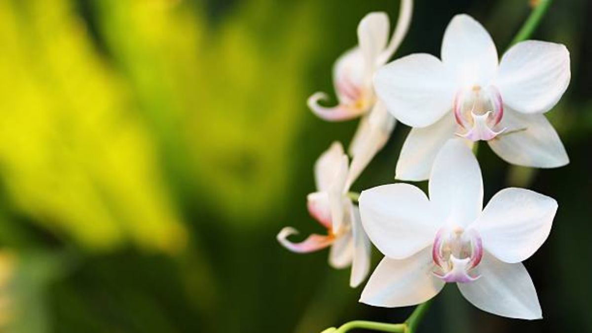 El secreto de jardinería para cuidar una orquídea en primavera.