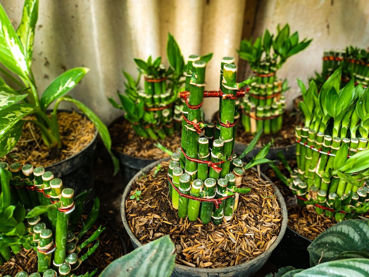 Significado de los tallos de la planta Bamb&uacute; de la suerte.