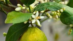 Esta flor puede utilizarse como ansiolítico natural. Esta flor puede utilizarse como ansiolítico natural.