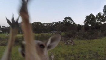 Dron versus canguro... ¿quién gana?
