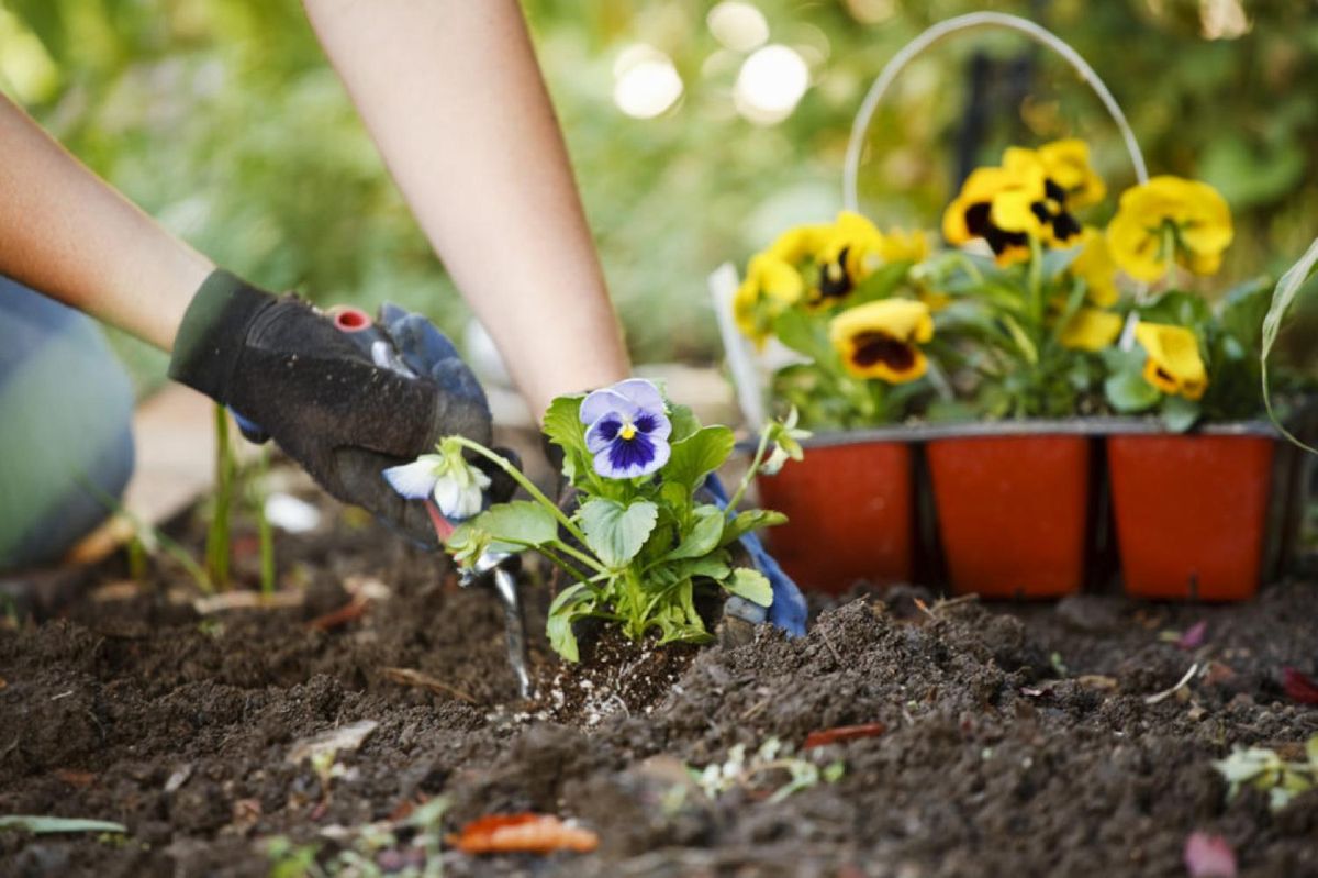 La primavera es la estación en donde las flores se ven más bellas