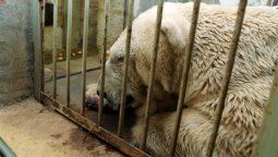 Fotos: así era la vida del oso Arturo en cautiverio