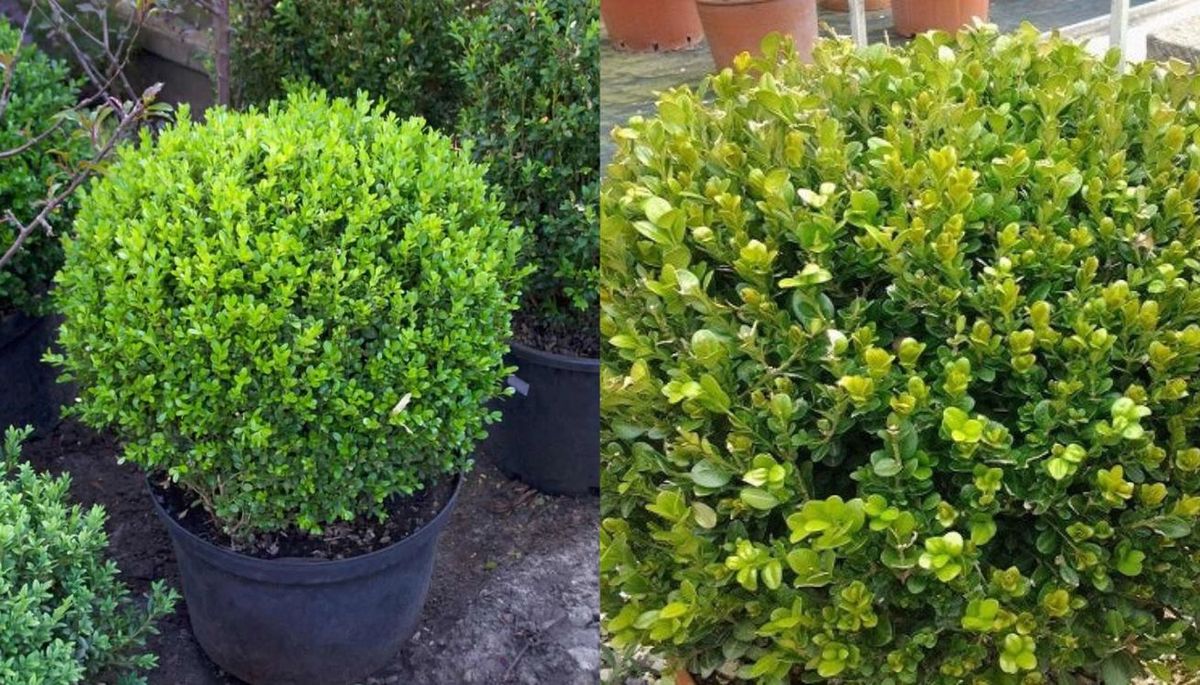 Este árbol requiere mantenimiento básico. Este árbol requiere mantenimiento básico.