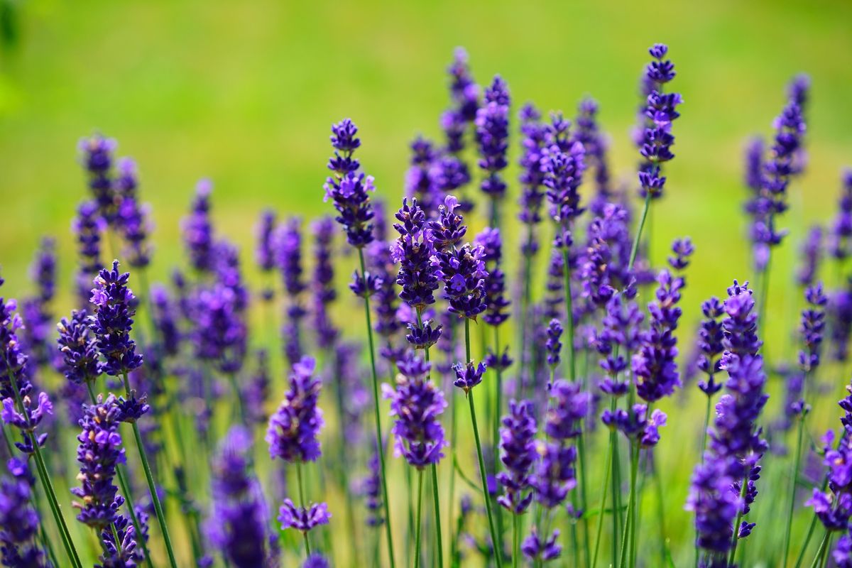 ¿Por qué no florece mi planta de lavanda? Imagen: Pixabay