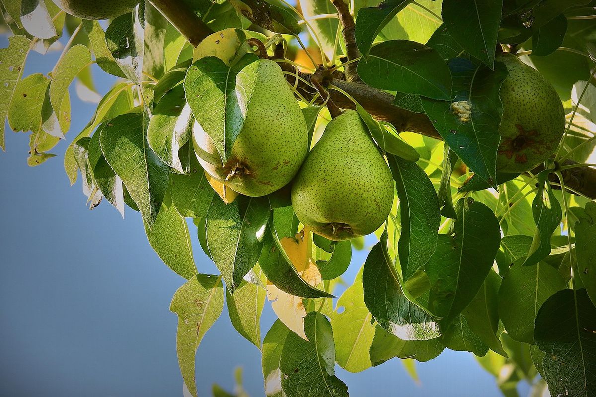¿Cómo se llama el árbol de pera? 