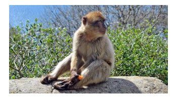 Empujó a un macaco y sufrió una cruel venganza animal