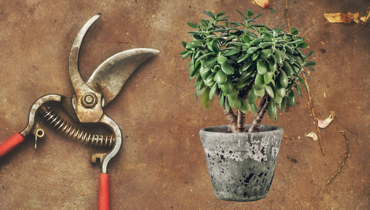 ¿Cómo podar el árbol de Jade correctamente para no matar toda la planta?