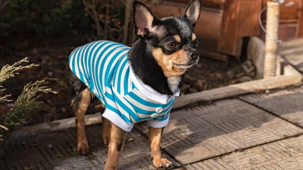 ¿Es bueno o malo ponerle ropa a los perros para abrigarlos en invierno? Te contamos qué dicen los expertos. ¿Es bueno o malo ponerle ropa a los perros para abrigarlos en invierno? Te contamos qué dicen los expertos.