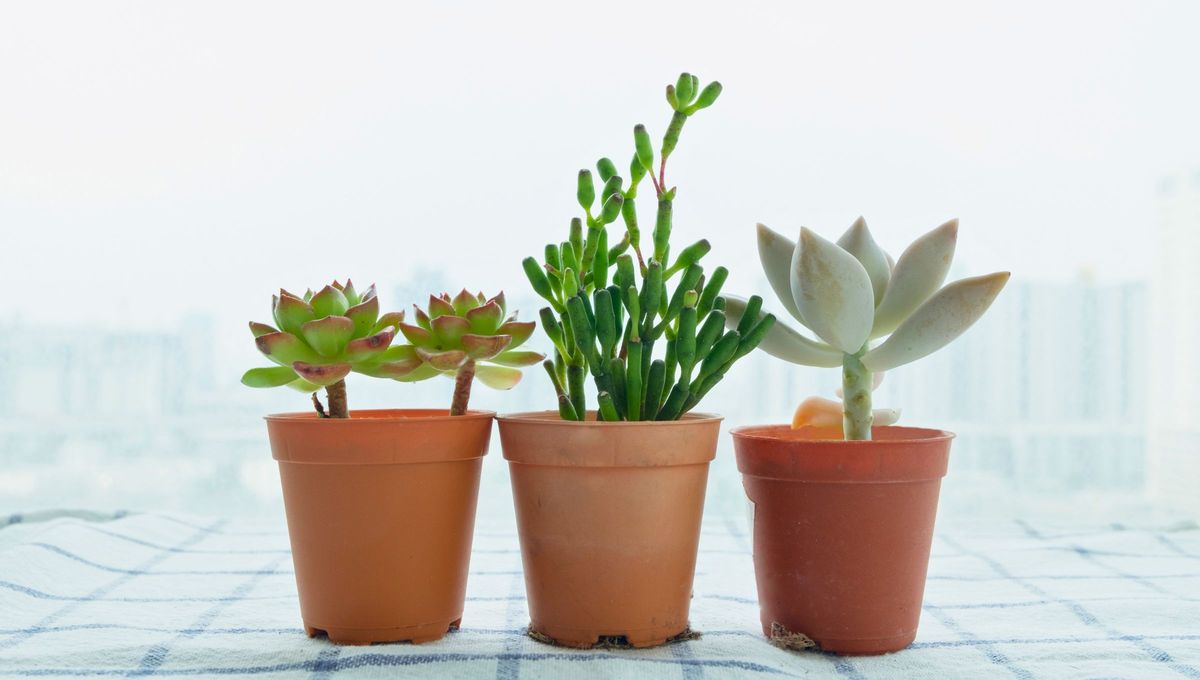 Tener 3 plantas juntas y no apartadas: un consejo de la jardinería que muchos desconocen