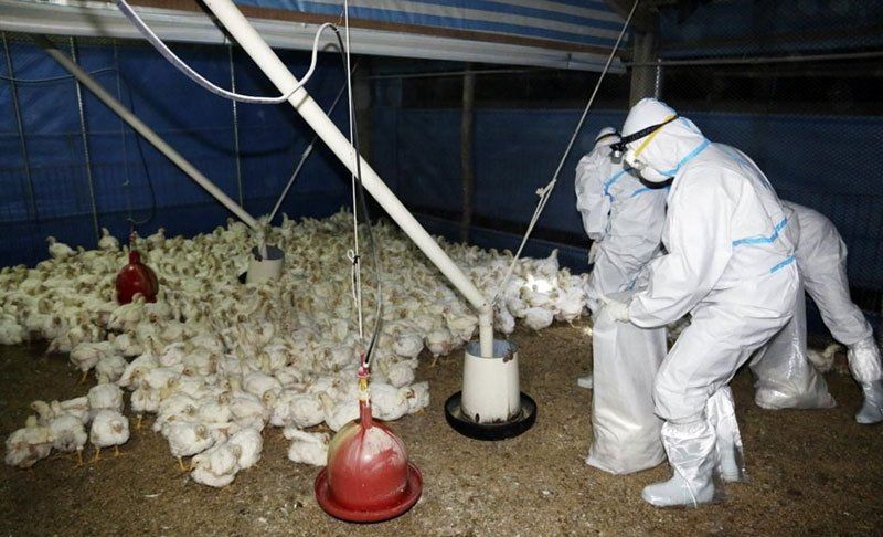 Sacrificaron 924.000 aves por la gripe aviar