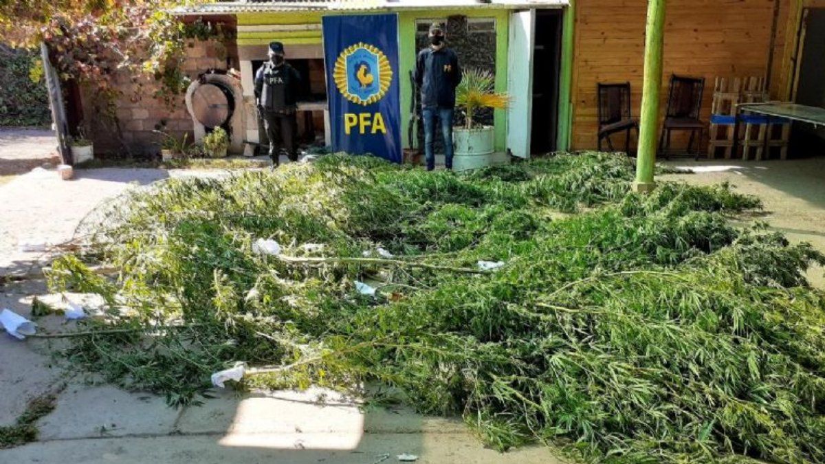 Más de medio centenar de plantas se hallaron en Fray Luis Beltrán.