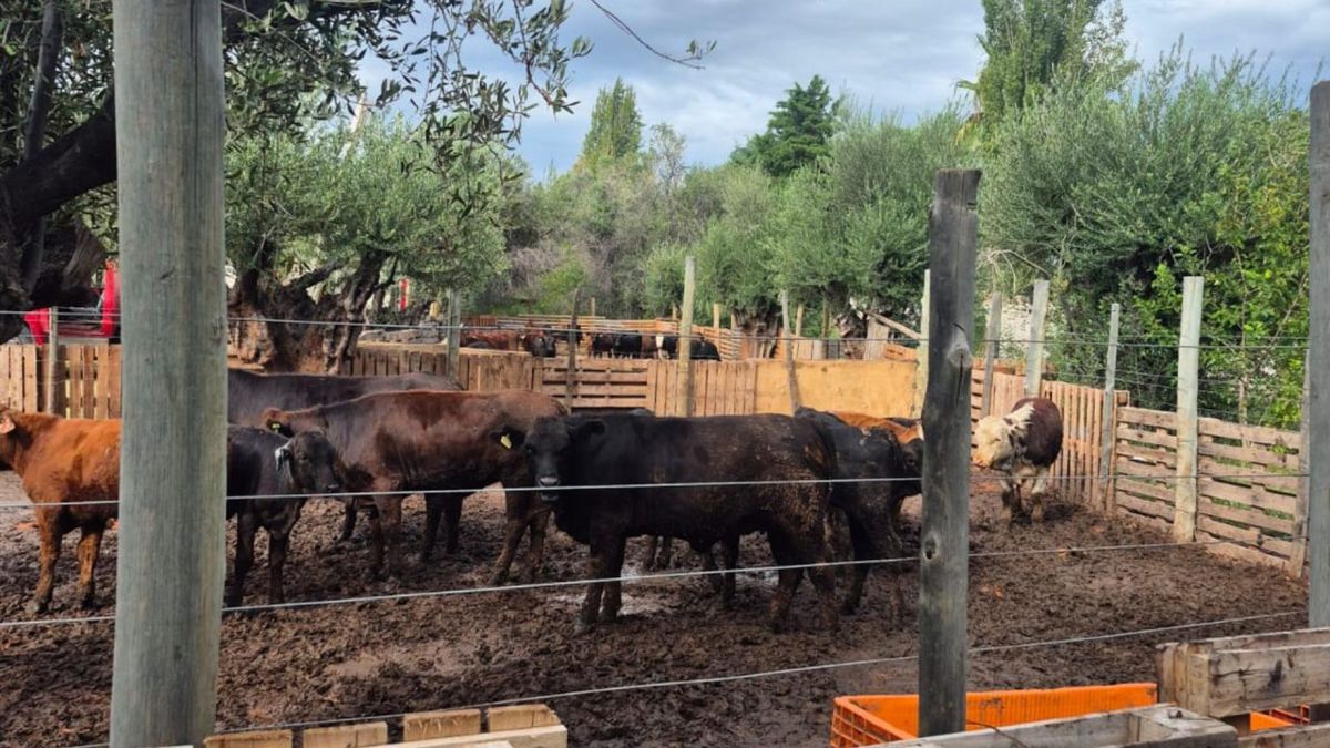 El establecimiento donde incautaron la carne fue clausurado con animales en su interior. El establecimiento donde incautaron la carne fue clausurado con animales en su interior.