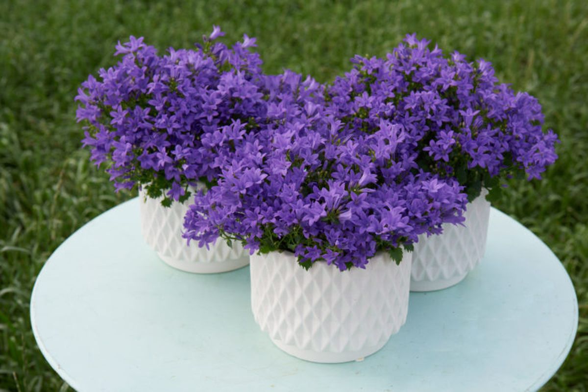 La planta de campánula o campanilla se puede cultivar en macetas o directamente en el suelo del jardín. La planta de campánula o campanilla se puede cultivar en macetas o directamente en el suelo del jardín.