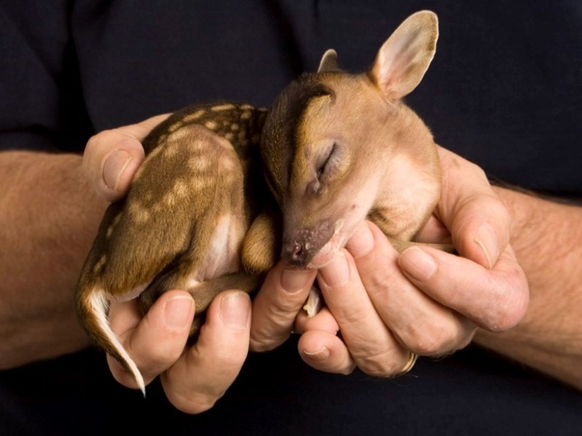 Las fotografías de los animales bebés son divinas. Las fotografías de los animales bebés son divinas.