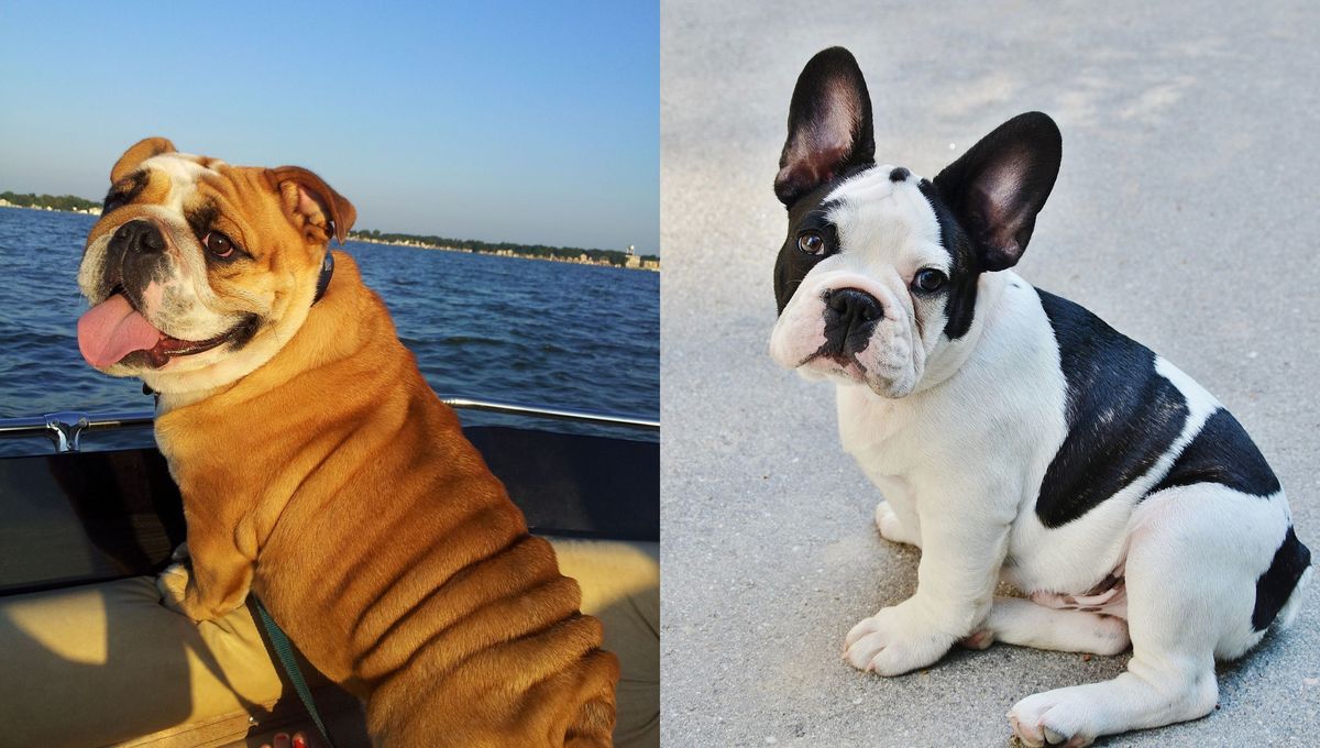 Son razas pequeñas, simpáticas, de patas cortas y pelaje sedoso. Son razas pequeñas, simpáticas, de patas cortas y pelaje sedoso.