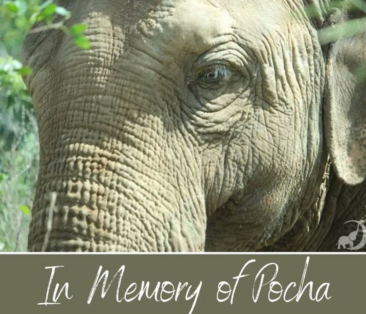 El santuario de Brasil realizó un posteo en sus redes sociales anunciando que murió Pocha la elefanta que fue trasladada desde Mendoza.