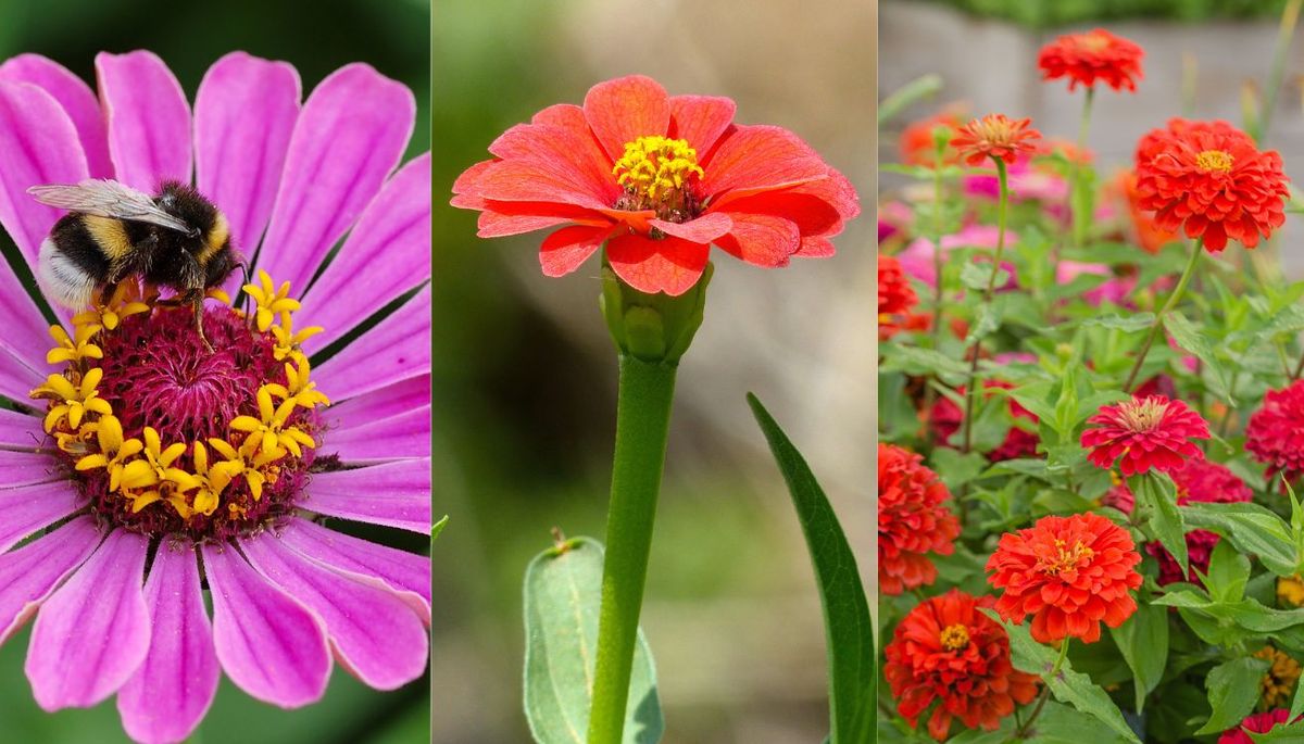 Ni petunias ni margaritas: la planta de flores irresistibles que llena de color el jardín