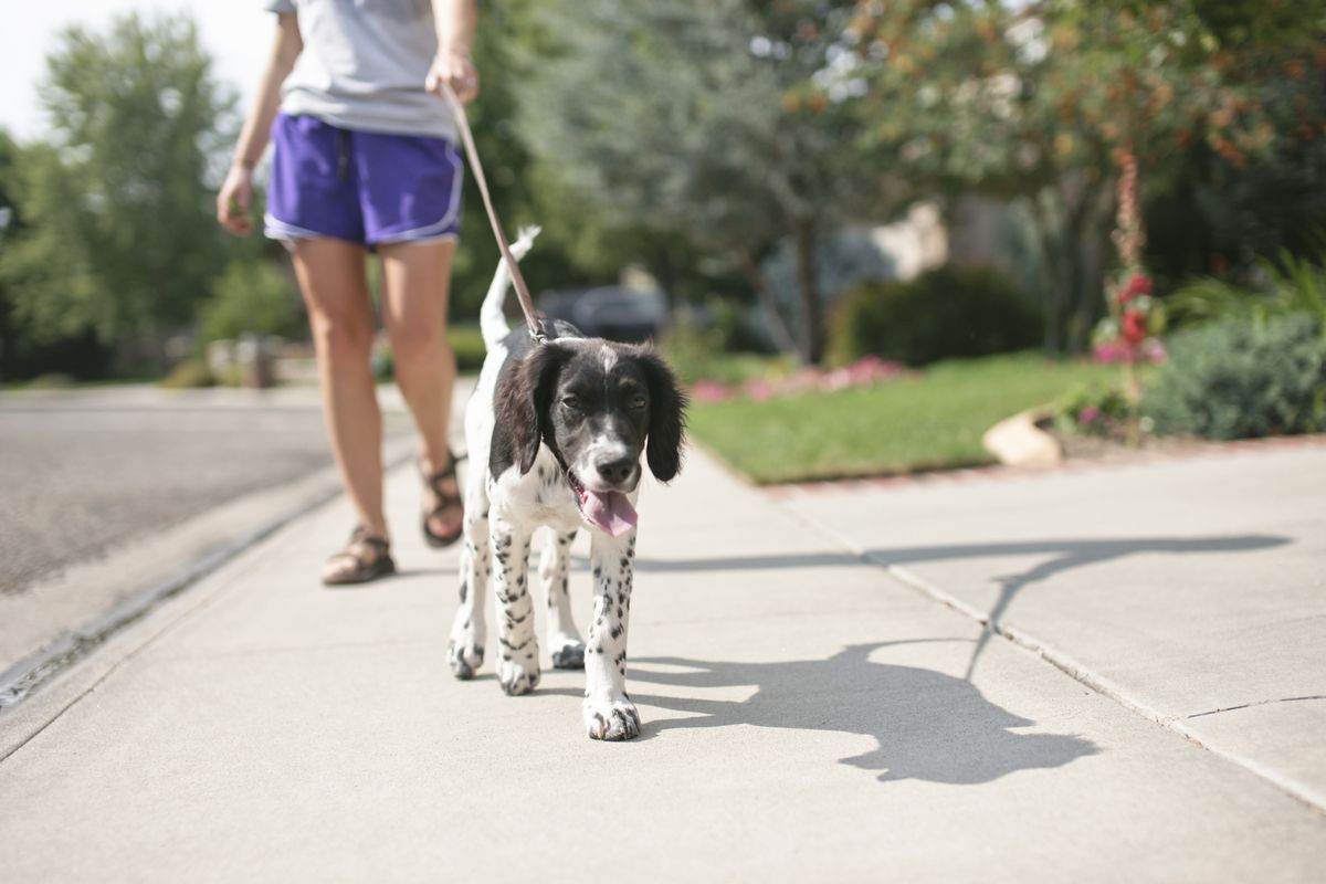 Los paseos perrunos en horas de la tarde no son buenos en estos días de calor. Recomiendan hacerlos por la noche. Los paseos perrunos en horas de la tarde no son buenos en estos días de calor. Recomiendan hacerlos por la noche.