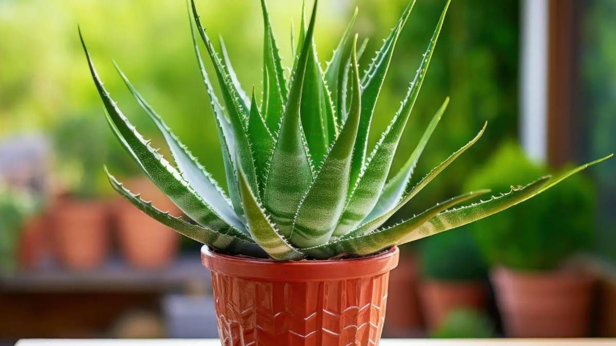 Qué significa tener aloe vera en casa y dónde colocarla según el Feng Shui