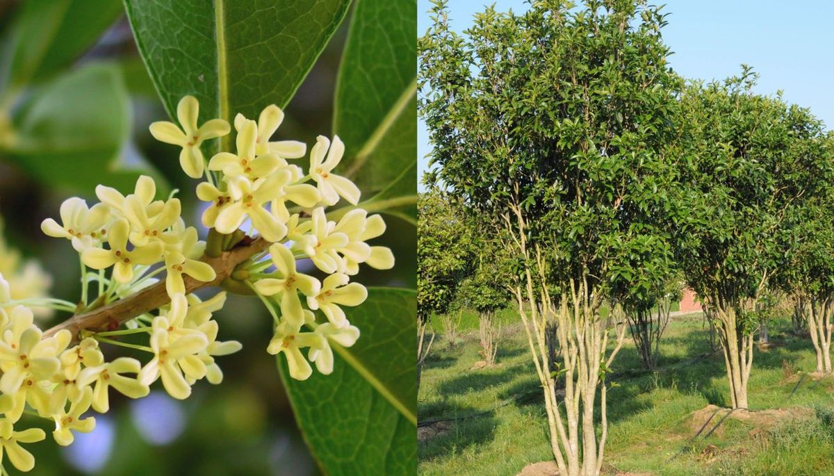 Las flores del olivo dulce tienen una fragancia dulce y fresca. Las flores del olivo dulce tienen una fragancia dulce y fresca.