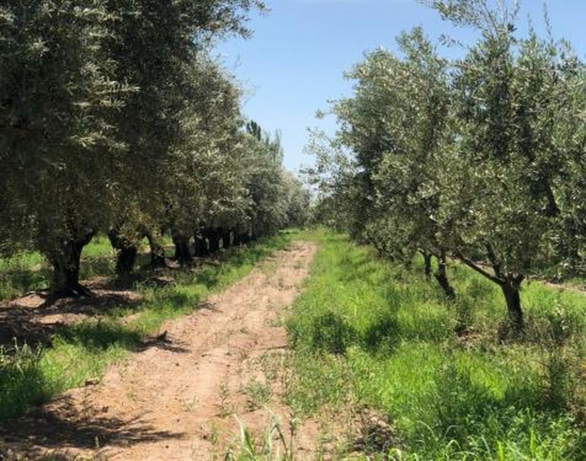 Según el representante de Asolmen (Asociación de olivícolas de Mendoza) el anuncio de la apertura de importaciones para estos productos