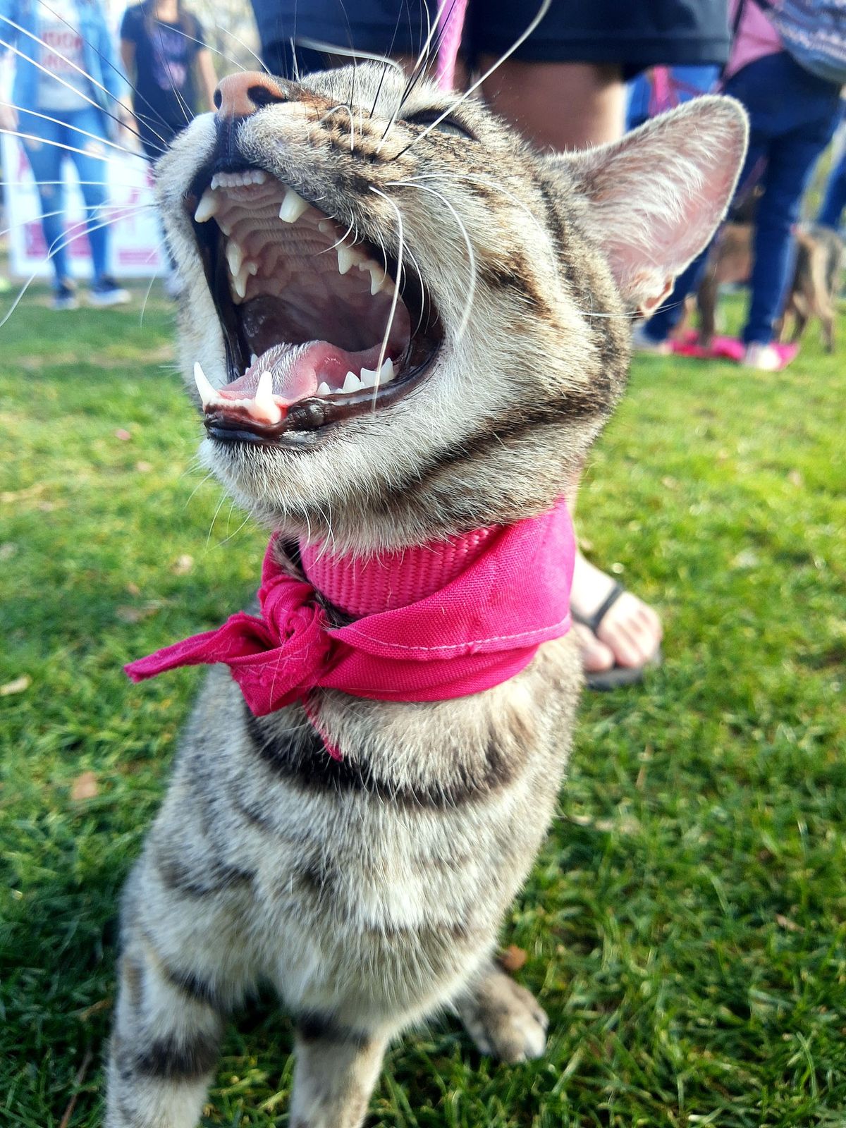 Esta gatita no se prohibió de nada y le mostró a todos cómo disfrutar del parque, y relajarse con el sol y el aire fresco.