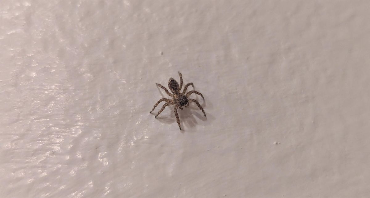 La llegada del calor provoca un mayor número de arañas en la casa. La llegada del calor provoca un mayor número de arañas en la casa.