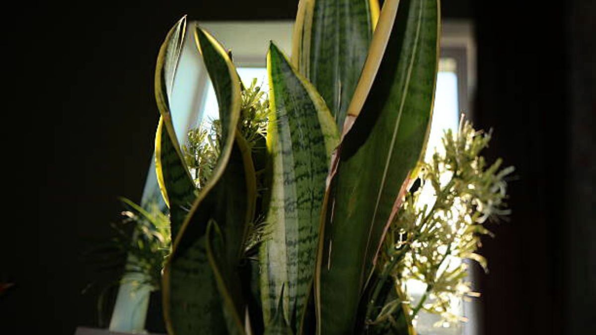 Así puedes activar tu sansevieria.
