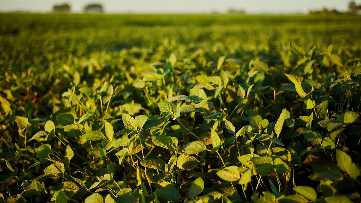 Tiene mucho más potasio que la banana: el alimento que es una gran fuente de proteínas. Tiene mucho más potasio que la banana: el alimento que es una gran fuente de proteínas.