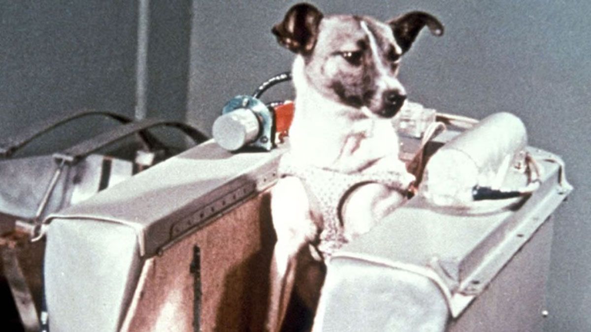 Laika, la perra astronauta que murió por falta de oxígeno cuando fue enviada al espacio exterior por la Unión Soviética, en 1957.