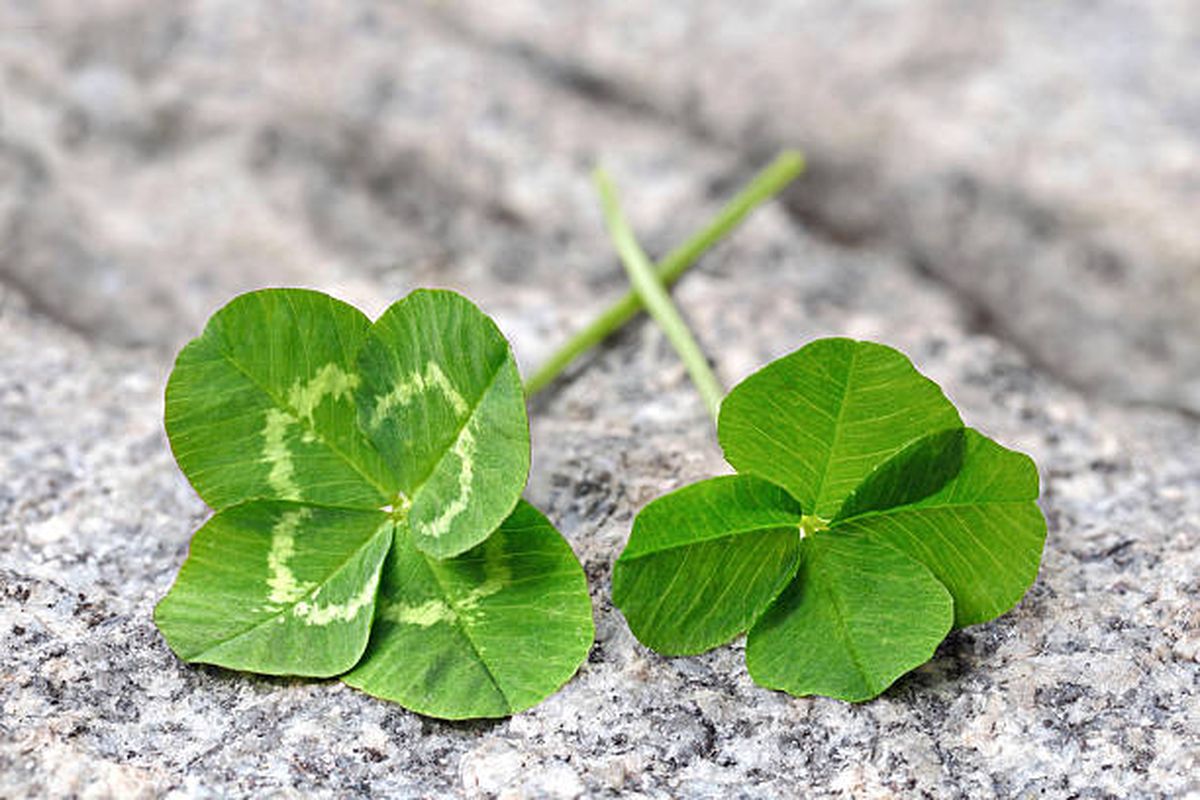 Significado de encontrar un trébol de cuatro hojas. Significado de encontrar un trébol de cuatro hojas.