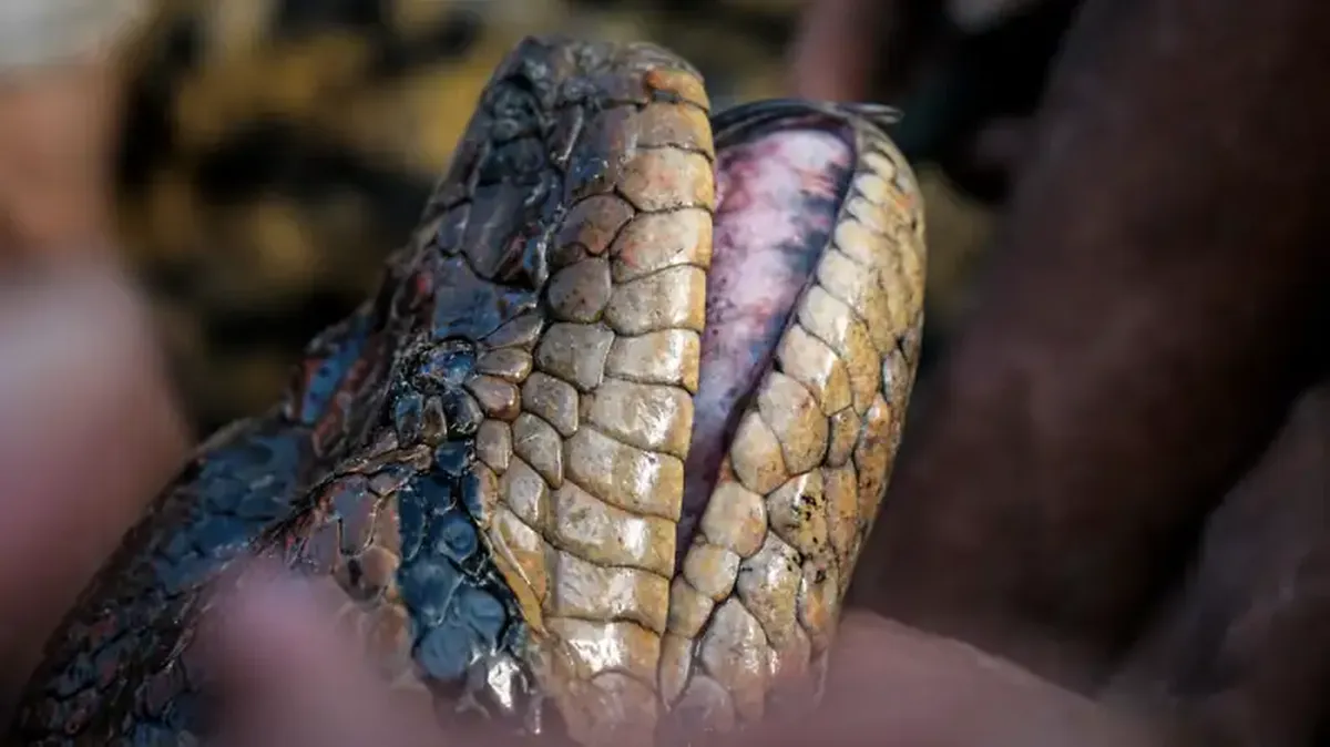 El descubrimiento de una serpiente gigante mientras se filmaba un ...