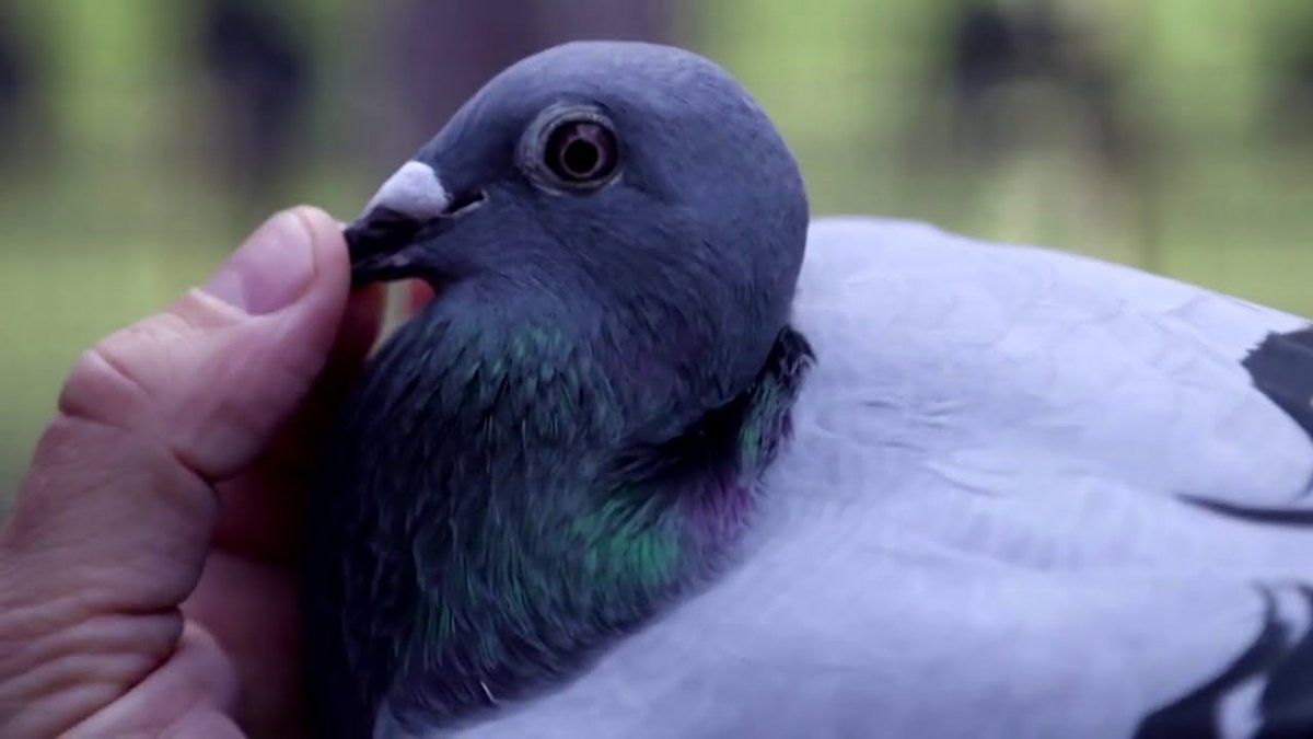 Súper paloma. Subastaron una cerca de dos millones de dólares.