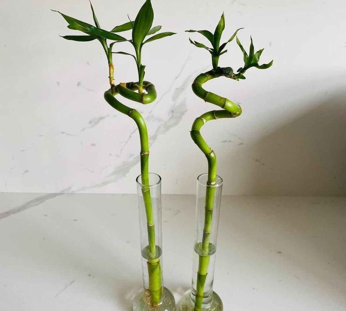 Atrae el dinero con el Bambú de la Suerte Atrae el dinero con el Bambú de la Suerte