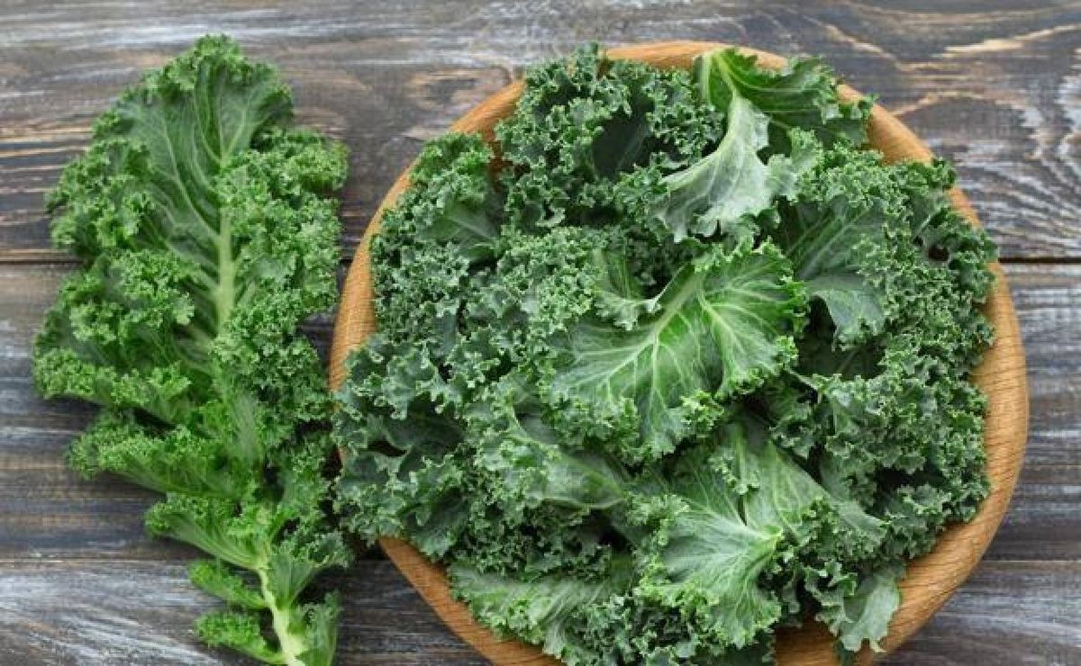 Se estima que el kale puede ayudar a mantener el nivel de lípidos en sangre, incluido el colesterol, en los límites adecuados. Se estima que el kale puede ayudar a mantener el nivel de lípidos en sangre, incluido el colesterol, en los límites adecuados.
