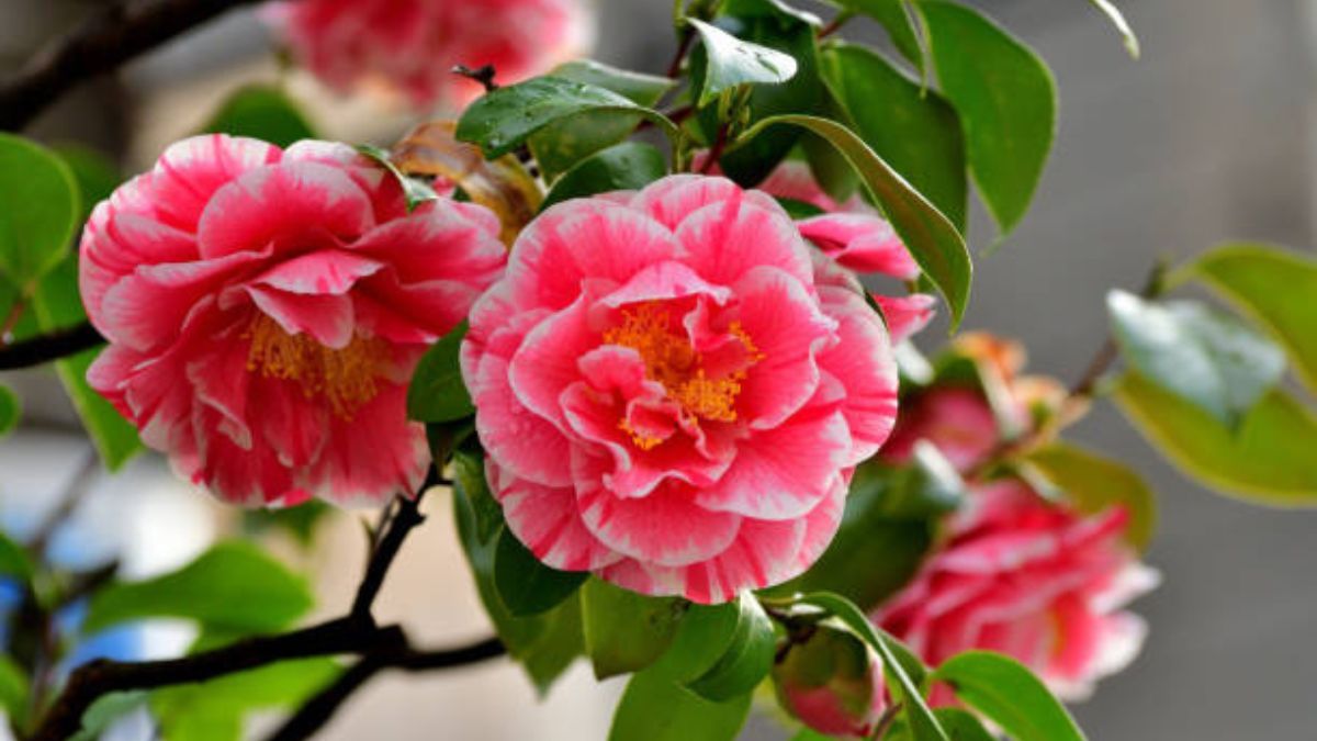 Estas flores japonesas tienen una belleza delicada y fugaz.