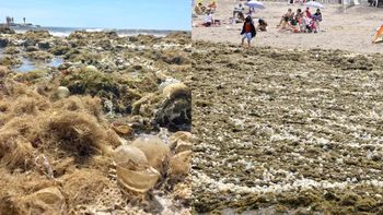 El extraño fenómeno que invade una playa argentina con algas y huevos transparentes