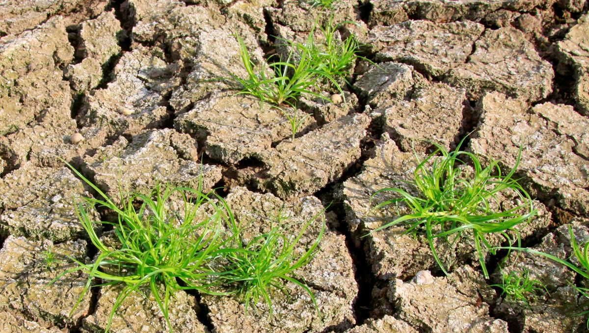 Las plantas tieenen necesidades propias, como cualqueir ser vivo. Viven y crecen en condiciones determinasas de luz, agua y tierra.&nbsp;